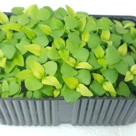 Микрозелень базилика лимонного XXL